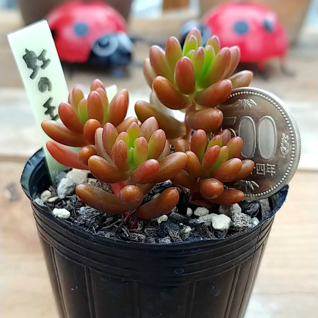 多肉植物セダム 虹の玉 32 サボテン 売買されたオークション情報 Yahooの商品情報をアーカイブ公開 オークファン Aucfan Com 多肉植物セダム 虹の玉 32 サボテン 売買されたオークション情報 Yahooの商品情報をアーカイブ公開 オークファン Aucfan Com