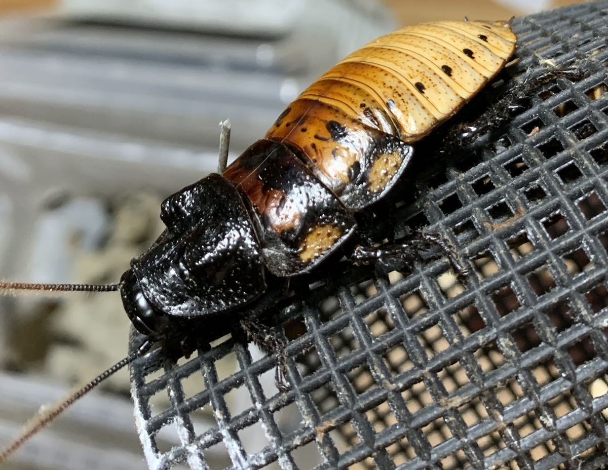 1cm前後 幼虫30頭 マダガスカルヒッシングローチ Gromphadorhina Portentosa マダガスカルゴキブリ フルーツゴキブリ 虫類 売買されたオークション情報 Yahooの商品情報をアーカイブ公開 オークファン Aucfan Com