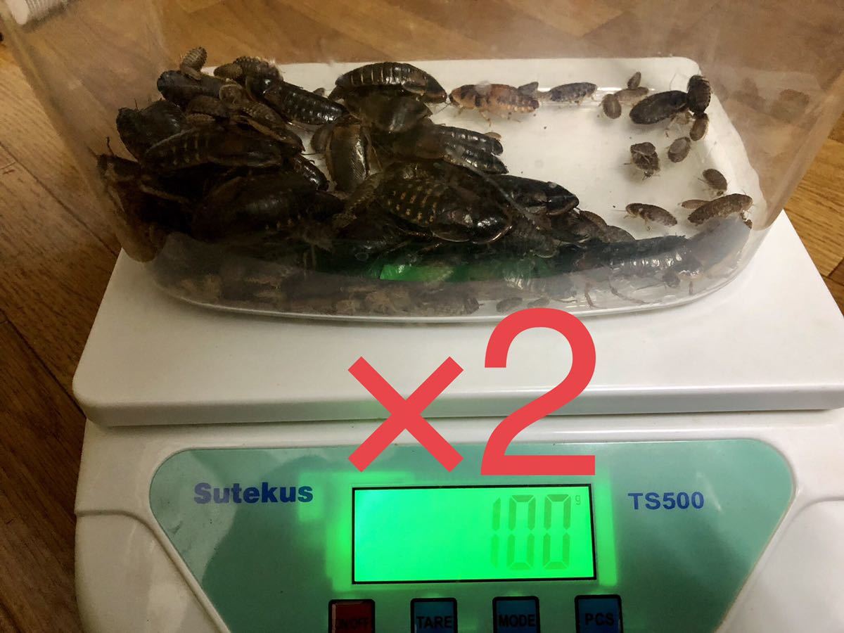 【爬虫類餌用】デュビア1cm~成虫mix 200g