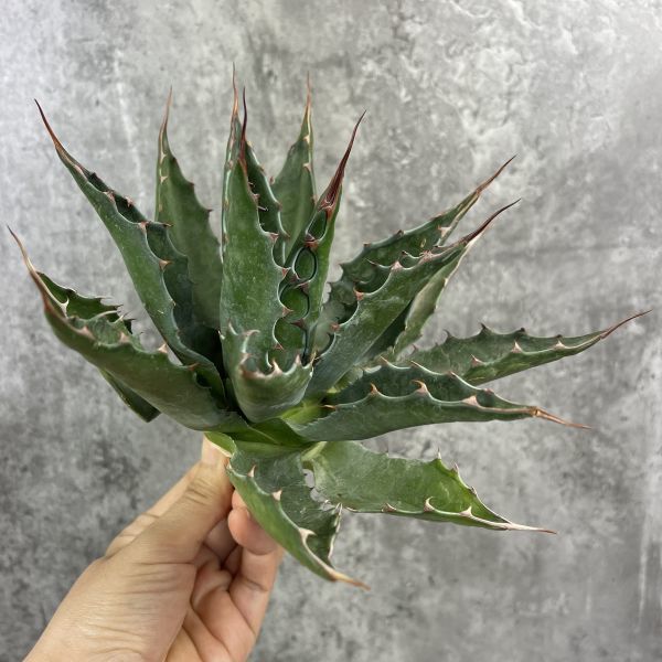 P2296】【特選！】【ロング スピン！】 アガベ モタナ Agave Montana