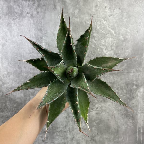 P2296】【特選！】【ロング スピン！】 アガベ モタナ Agave Montana