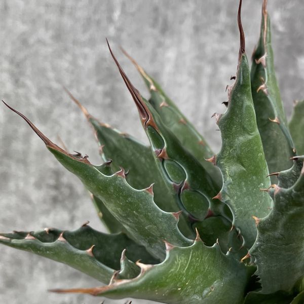 P2296】【特選！】【ロング スピン！】 アガベ モタナ Agave Montana