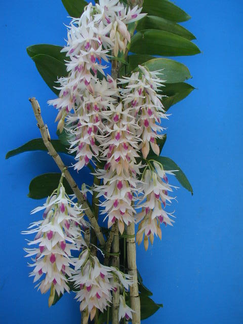 Den. デンドロビューム amethystoglossum 洋ラン 原種 洋蘭 公式通販