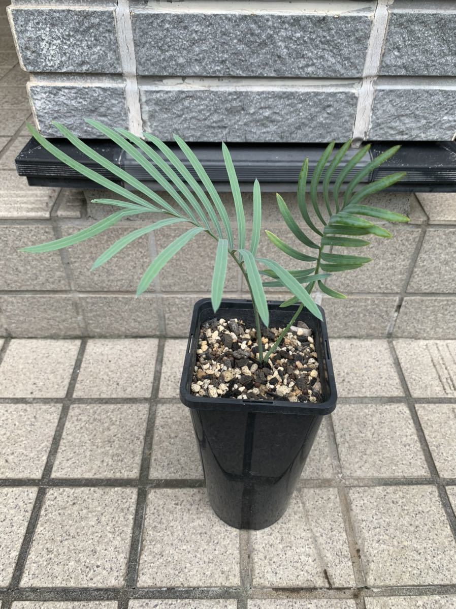 サイカス・クピダ Cycas・Cupida 蘇轍 Cycas シルバーブルー