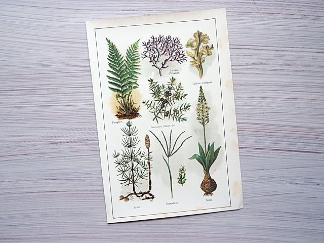 ☆フランス/アンティークボタニカルアート②/リトグラフ/植物画/1911年