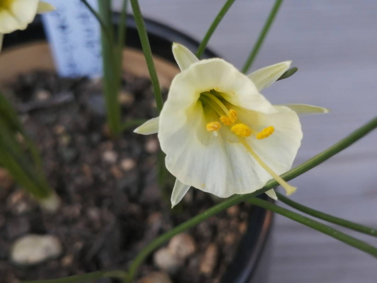 球根 ナルキッサス ディッセンバー ホワイト ５球 バルボコデューム ペチコートスイセン 原種系スイセン スイセン 売買されたオークション情報 Yahooの商品情報をアーカイブ公開 オークファン Aucfan Com