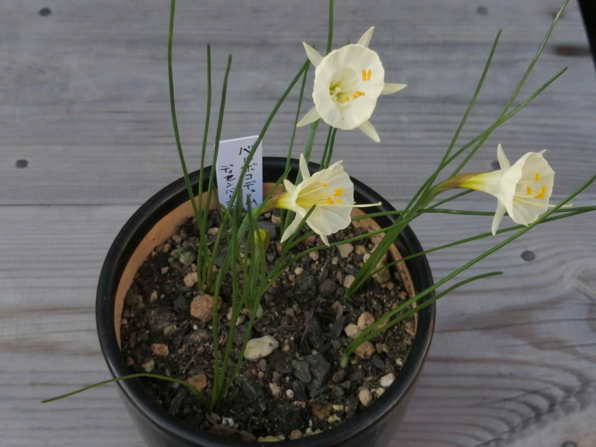 球根 ナルキッサス ディッセンバー ホワイト ５球 バルボコデューム ペチコートスイセン 原種系スイセン スイセン 売買されたオークション情報 Yahooの商品情報をアーカイブ公開 オークファン Aucfan Com