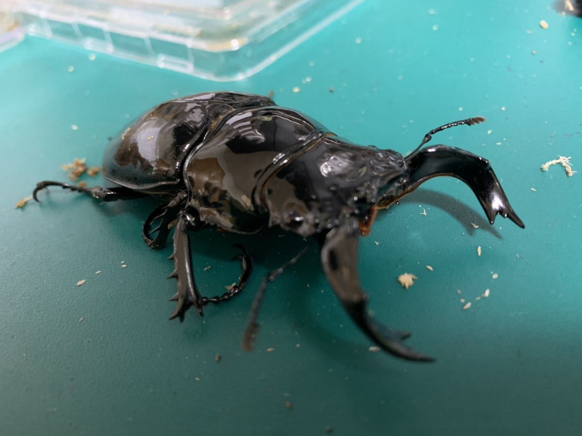 亀山工房]No，55 タランドゥスオオツヤクワガタ ♂♀ペア タランドゥス