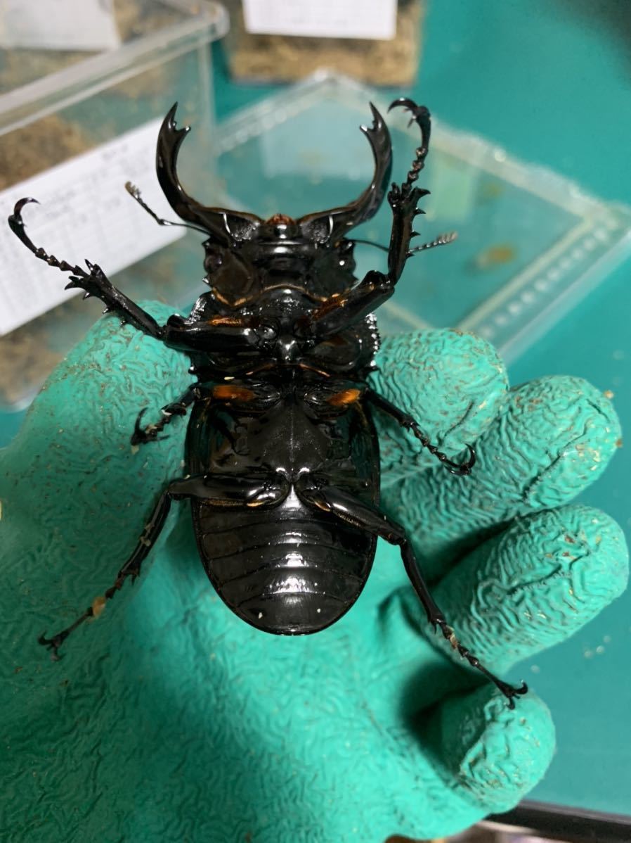 タランドゥスオオツヤクワガタ　79mmペア 亀山工房]No，55 タランドゥスオオツヤクワガタ ♂♀ペア タランドゥス