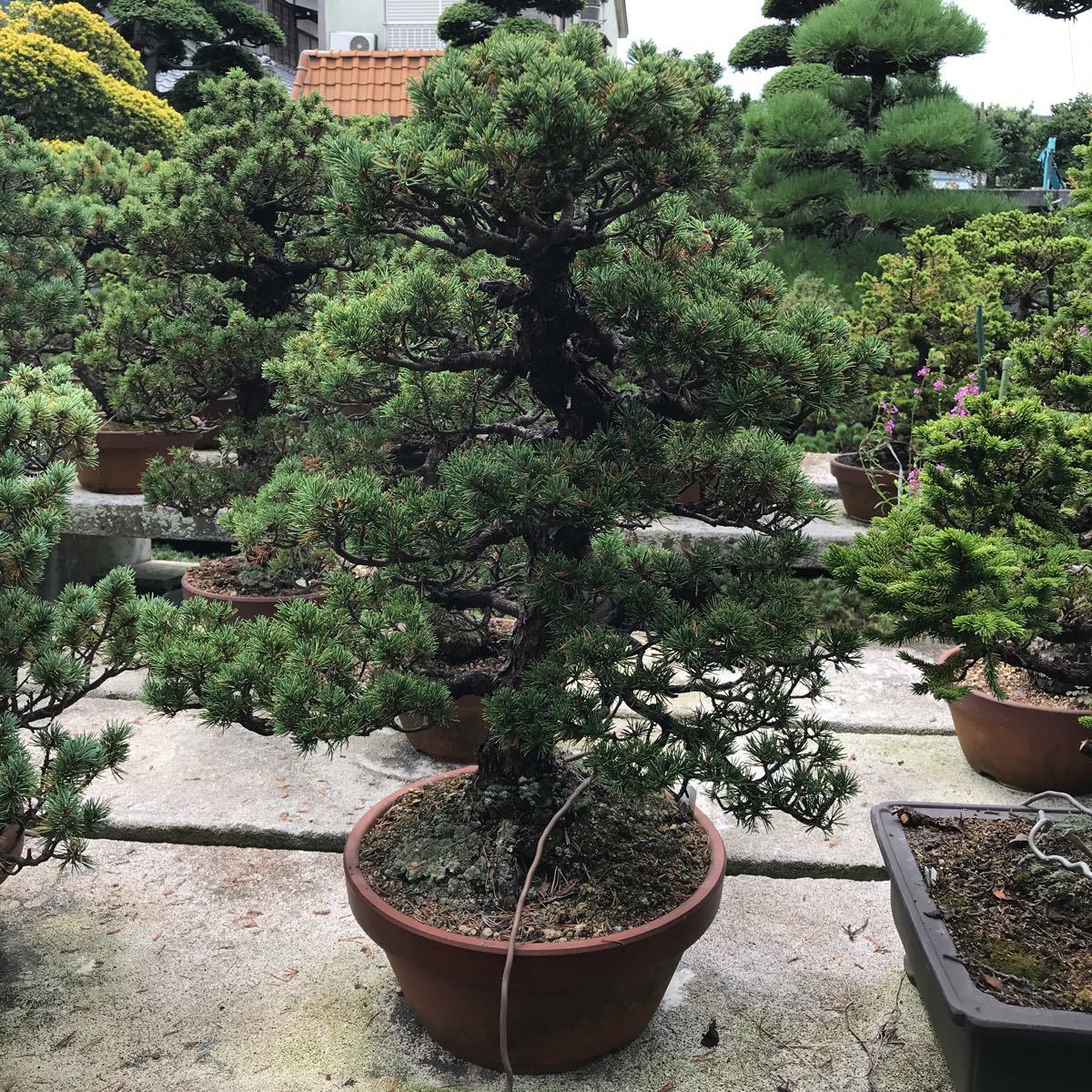 盆栽 九重 八房 八房五葉松／九重 : 』 』樹高9㎝／抜群の葉性／ミニ 