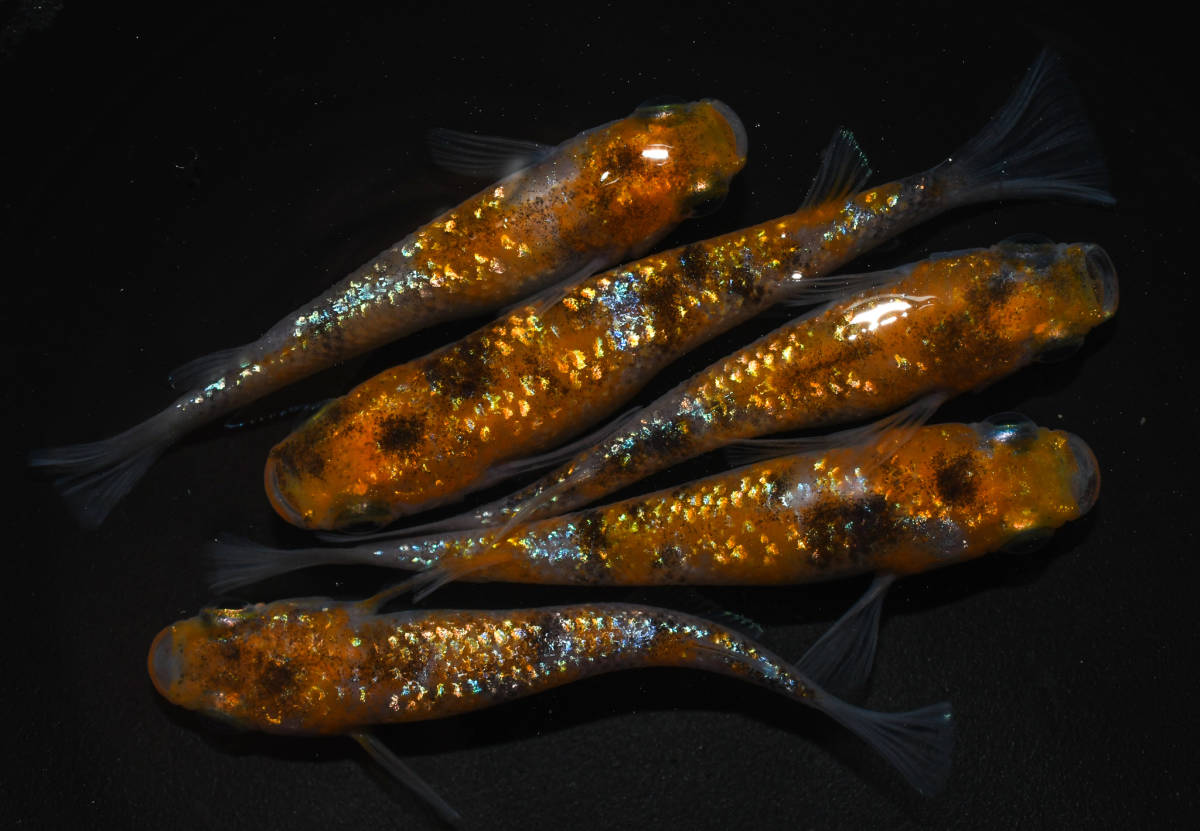 メダカファーム泉 月華 メス3オス2 まー５(めだか)｜売買されたオークション情報、yahooの商品情報をアーカイブ公開 - オークファン めだか