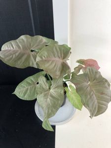 ヤフオク の花 園芸 Ynの相場 価格を見る 2ページ目 ヤフオク のynのオークションの花 園芸売買情報は3件が掲載されています