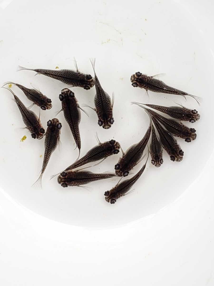 大鳥メダカ 超癒し 黒出目だるま 10匹 A そろそろラスト 超癒し体型 だるま 若魚 めだか 売買されたオークション情報 Yahooの商品情報をアーカイブ公開 オークファン Aucfan Com