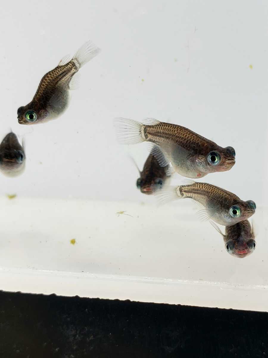 大鳥メダカ 超癒し 黒出目だるま 10匹 A そろそろラスト 超癒し体型 だるま 若魚 めだか 売買されたオークション情報 Yahooの商品情報をアーカイブ公開 オークファン Aucfan Com