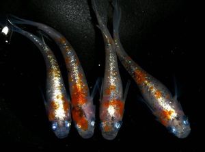 魚の平均価格は40,229円｜ヤフオク!等の魚のオークション売買情報は 