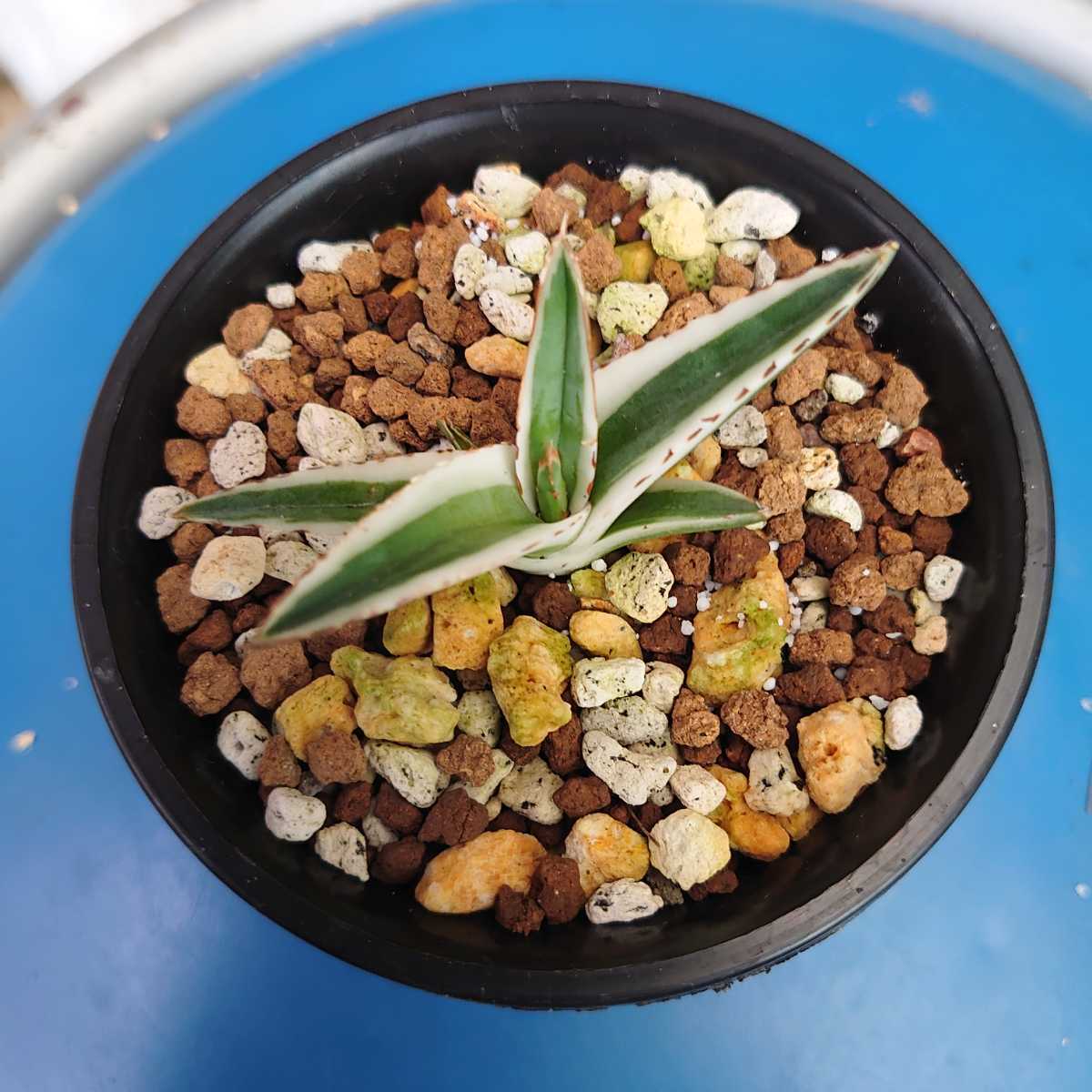 ◇種蒔き時 Foil 日本語1枚 MTG 種蒔き時⁄Seedtime 日本語