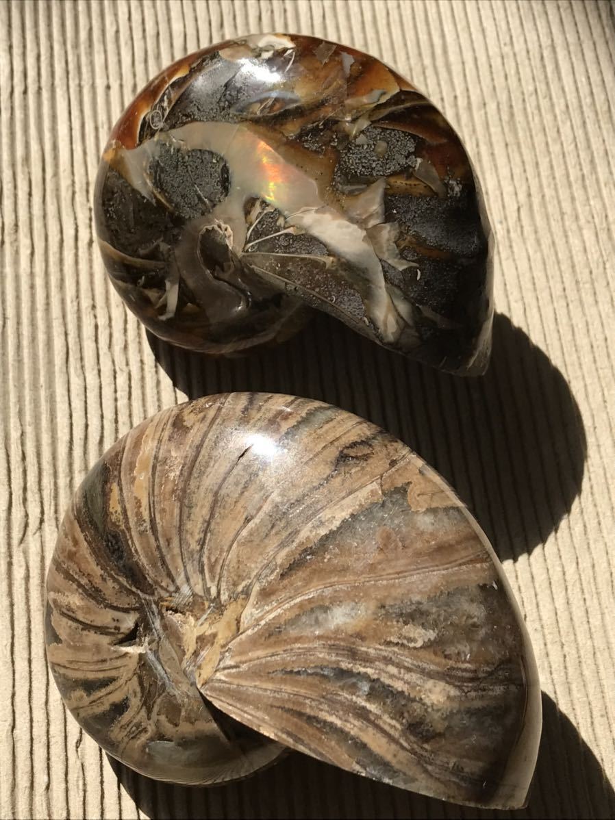 マダガスカル産オウムガイノーチラス・アンモナイト化石約9.5cm 総重量