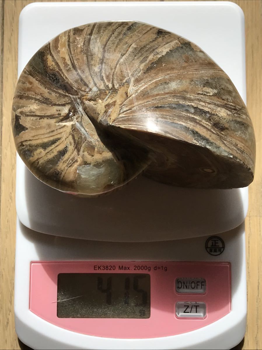 マダガスカル産オウムガイノーチラス・アンモナイト化石約9.5cm 総重量