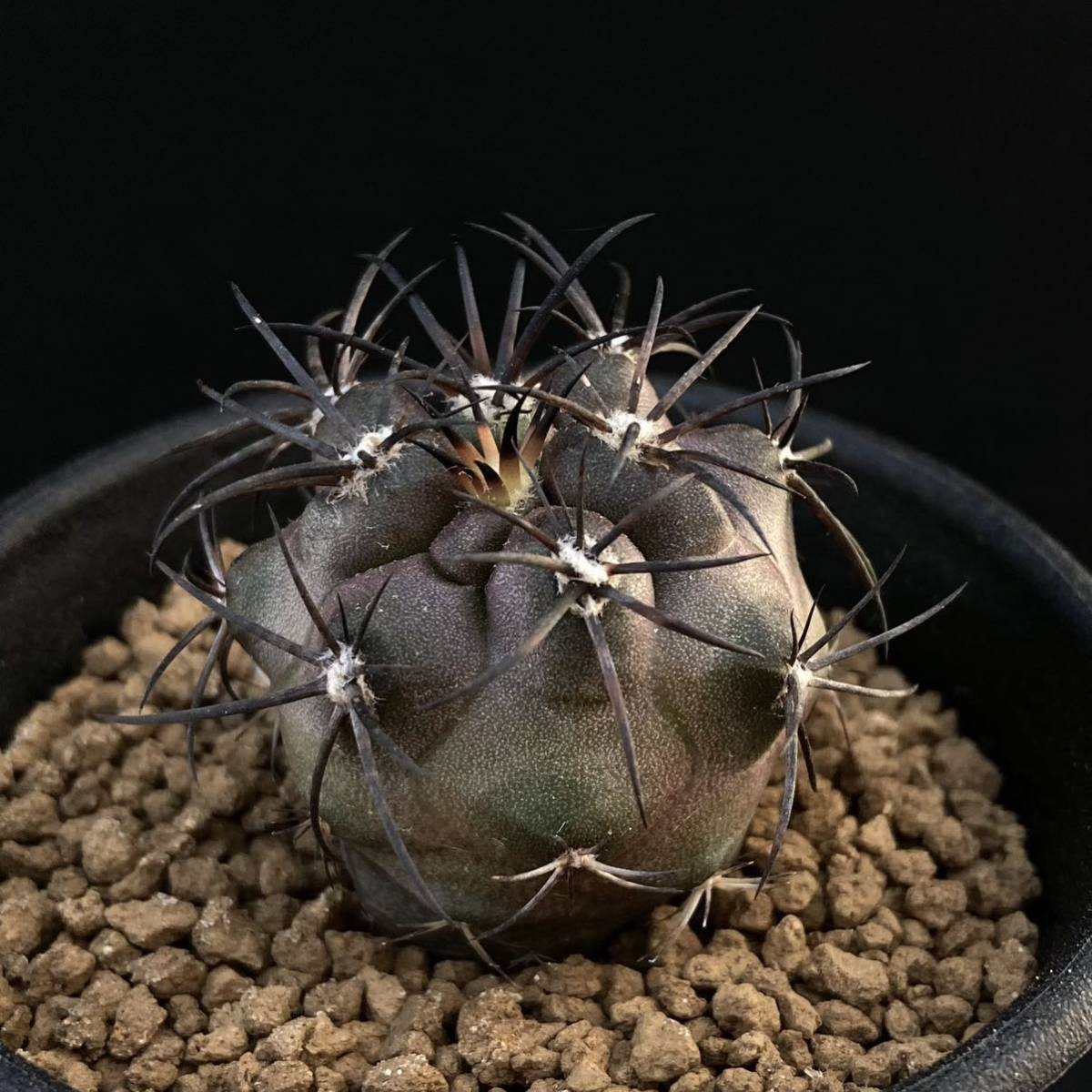 σ コピアポア グリセオビオラセア 実生 2.5号 Copiapoa griseoviolacea