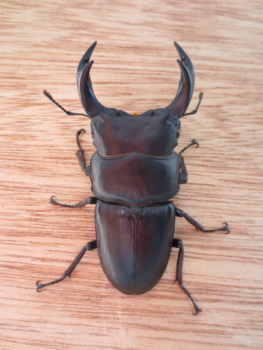 オオクワガタ | クワガタ飼育日記 福島 オオクワガタ標本 ♂72