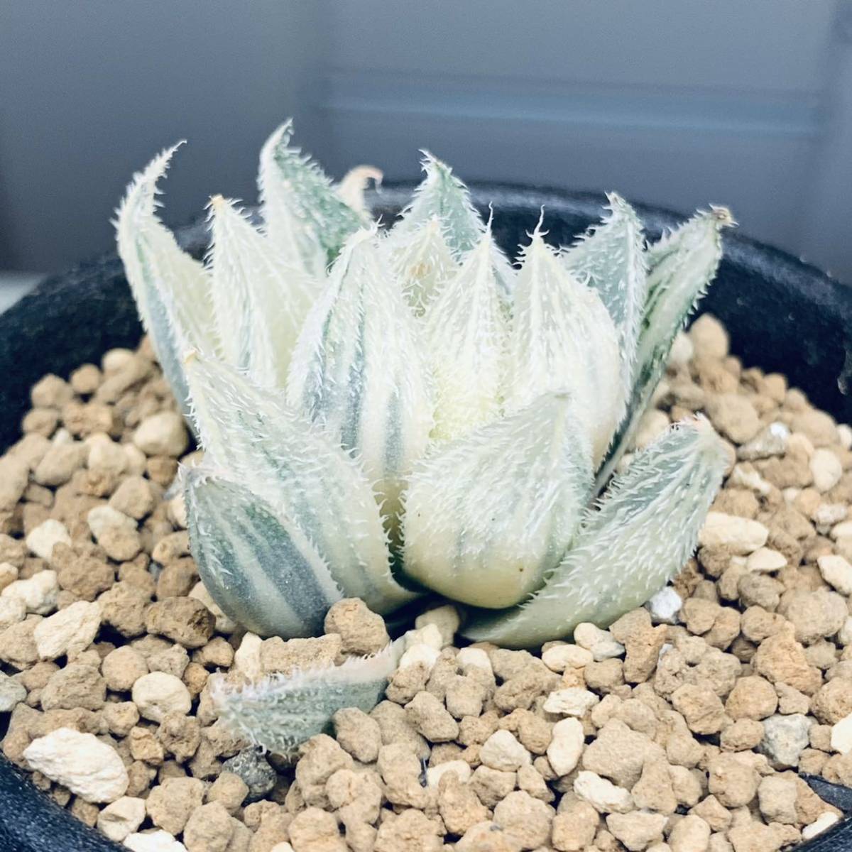 ハオルチア 多肉植物 - ベヌスタ錦 大型ベヌスタ錦 糊斑 公式ショップ