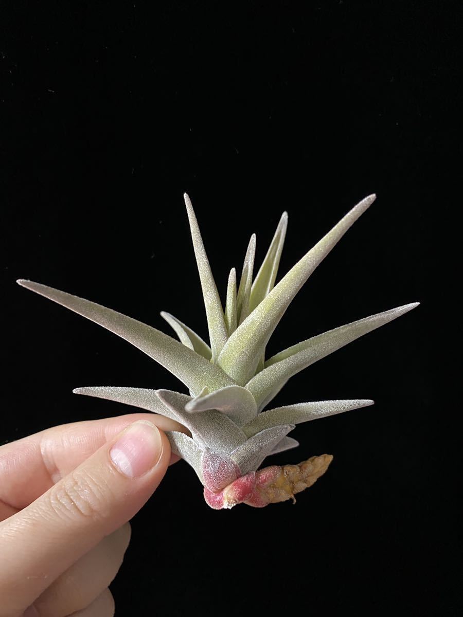 Tillandsia - latifolia in Bromeliads Botanics Tillandsia latifolia