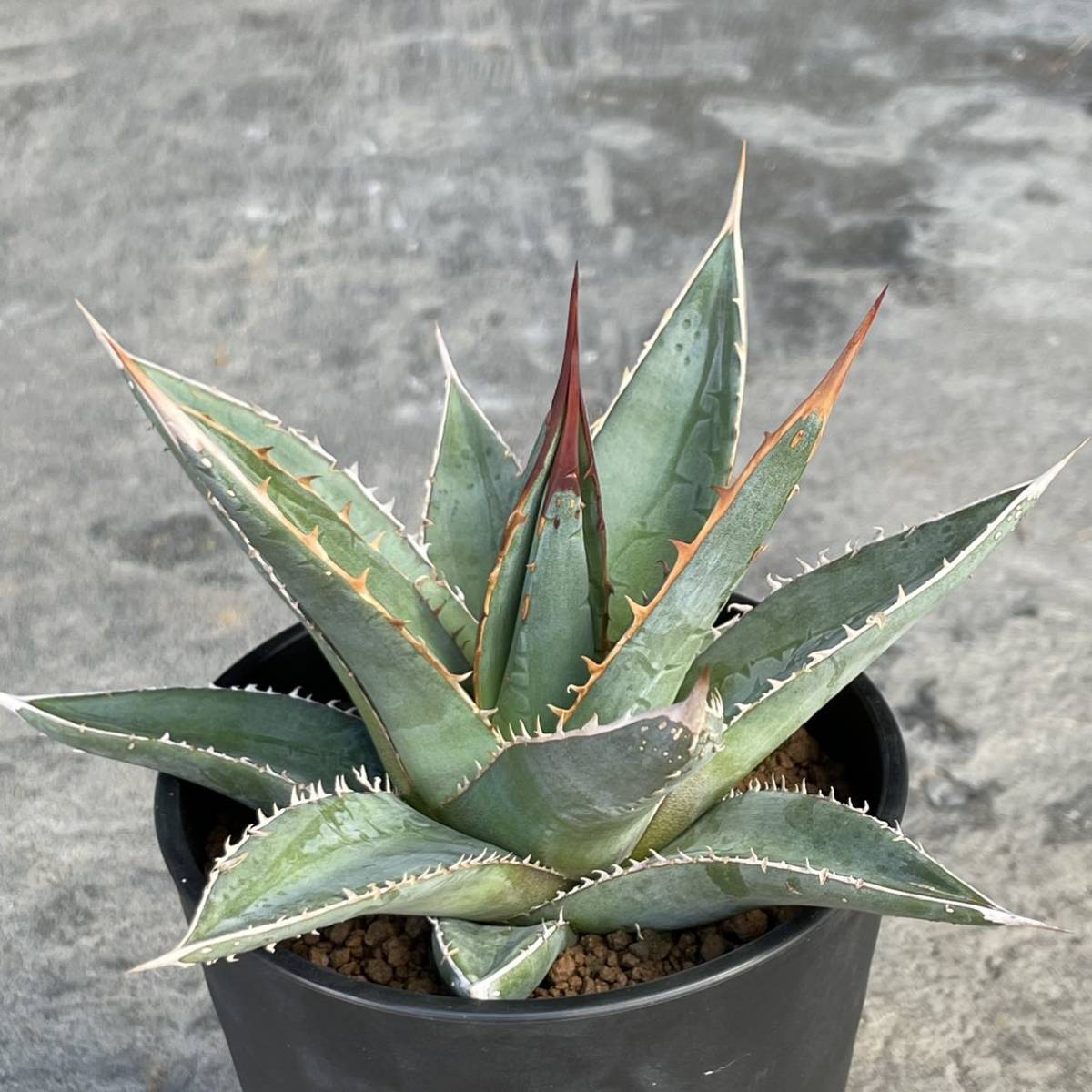 アガベ パープソラム Agave purpusorum agave | 観葉植物 ⁄アガベ 