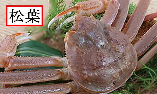 ◇1　本年初　送料込 販売スタート! 新鮮 松葉ガニ 　茹で 生 どちらでもOK 約1Kg強で2枚～3枚　　蟹　かに　カニ