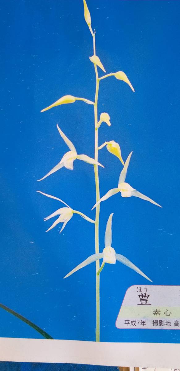 寒蘭 登録銘品・豊雪成木花付 11