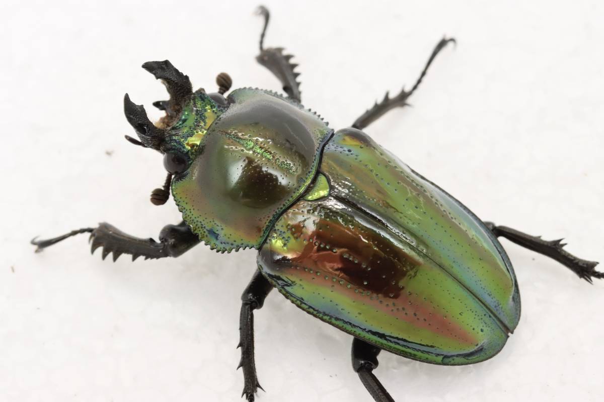 ピカール血統】ニジイロクワガタ成虫♂52mmペア ニジイロクワガタ