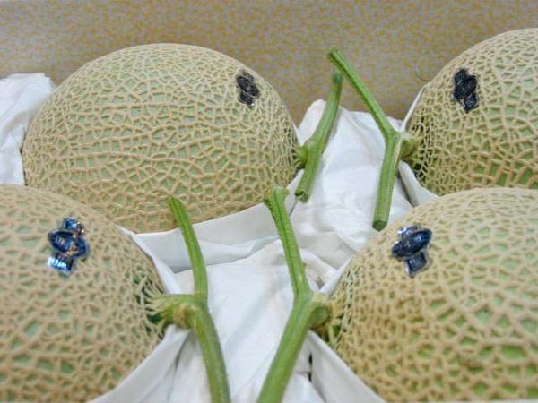 Good】緊急入荷！静岡産『クラウンメロン』超大玉4玉 8～9kg Good静岡