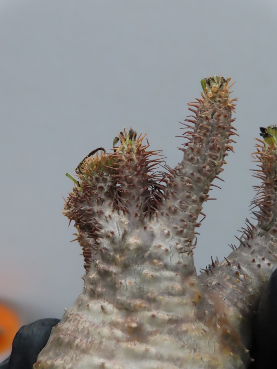 メ208 塊根植物 現地株 パキポディウム グラキリス S 綴化 11/12 メ208 塊根植物 現地株 パキポディウム グラキリス S 綴化 11/12