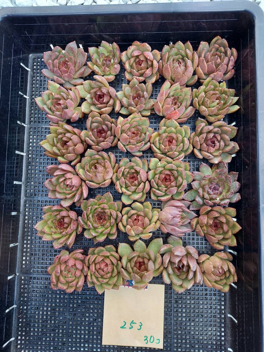 韓国多肉植物 韓国苗 エケベリア Echeveria 115-253ブラックローズ30個