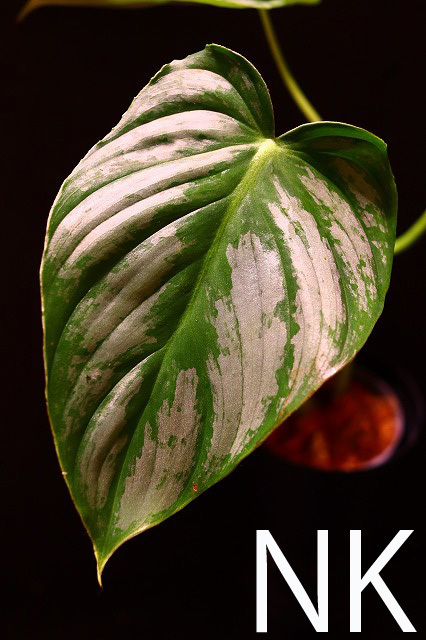 【NK】転売不可 Philodendron pastazanum silver【フィロデンドロン アンスリウム】