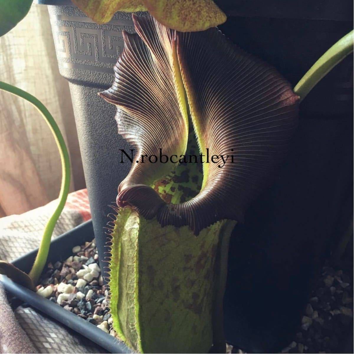 Nepenthes robcantleyi BE3517 ウツボカズラ 食虫植物 ネペンテス 花