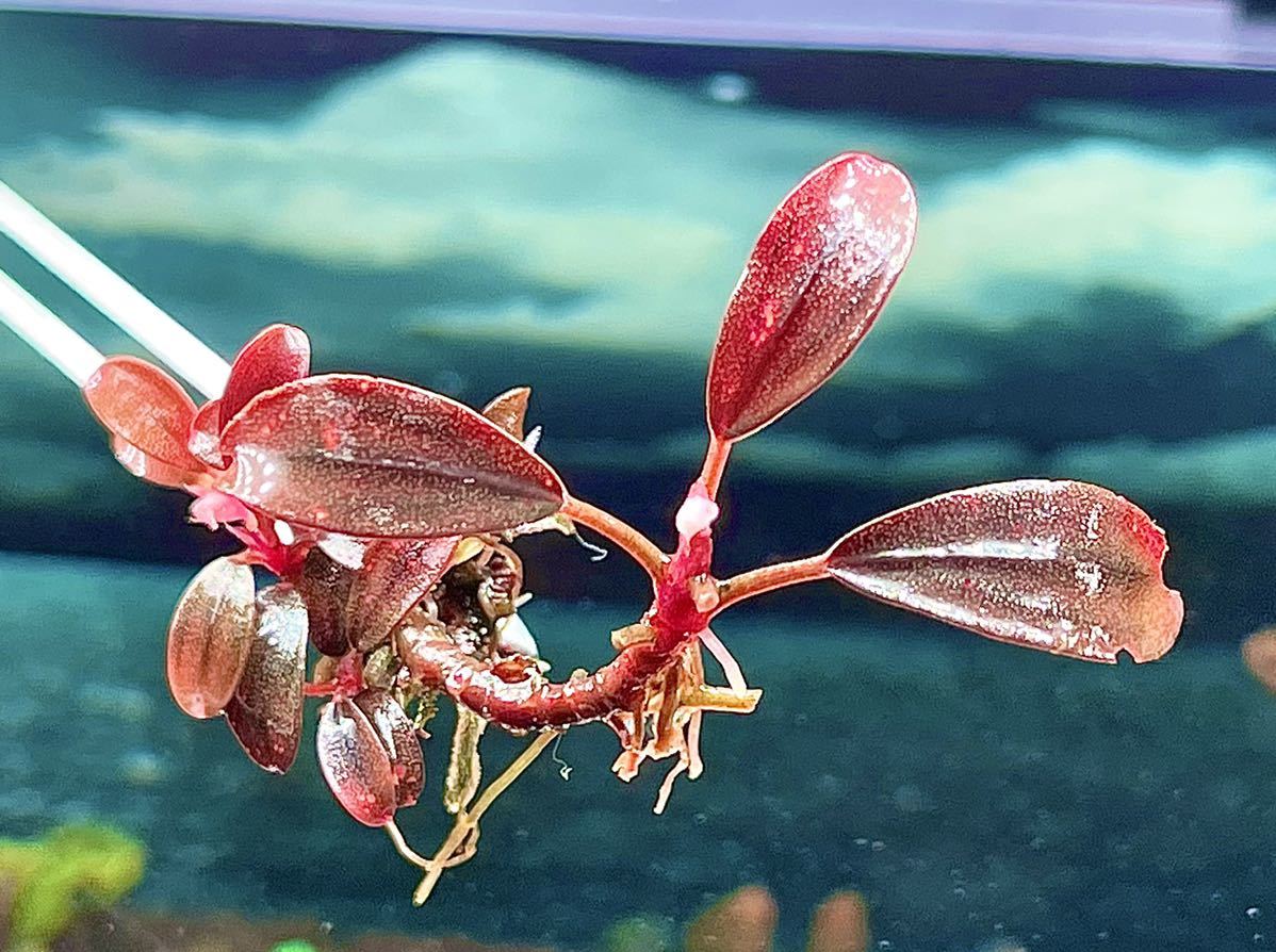 水草 ブセファランドラ sp レッドventy 群生株いっぱい