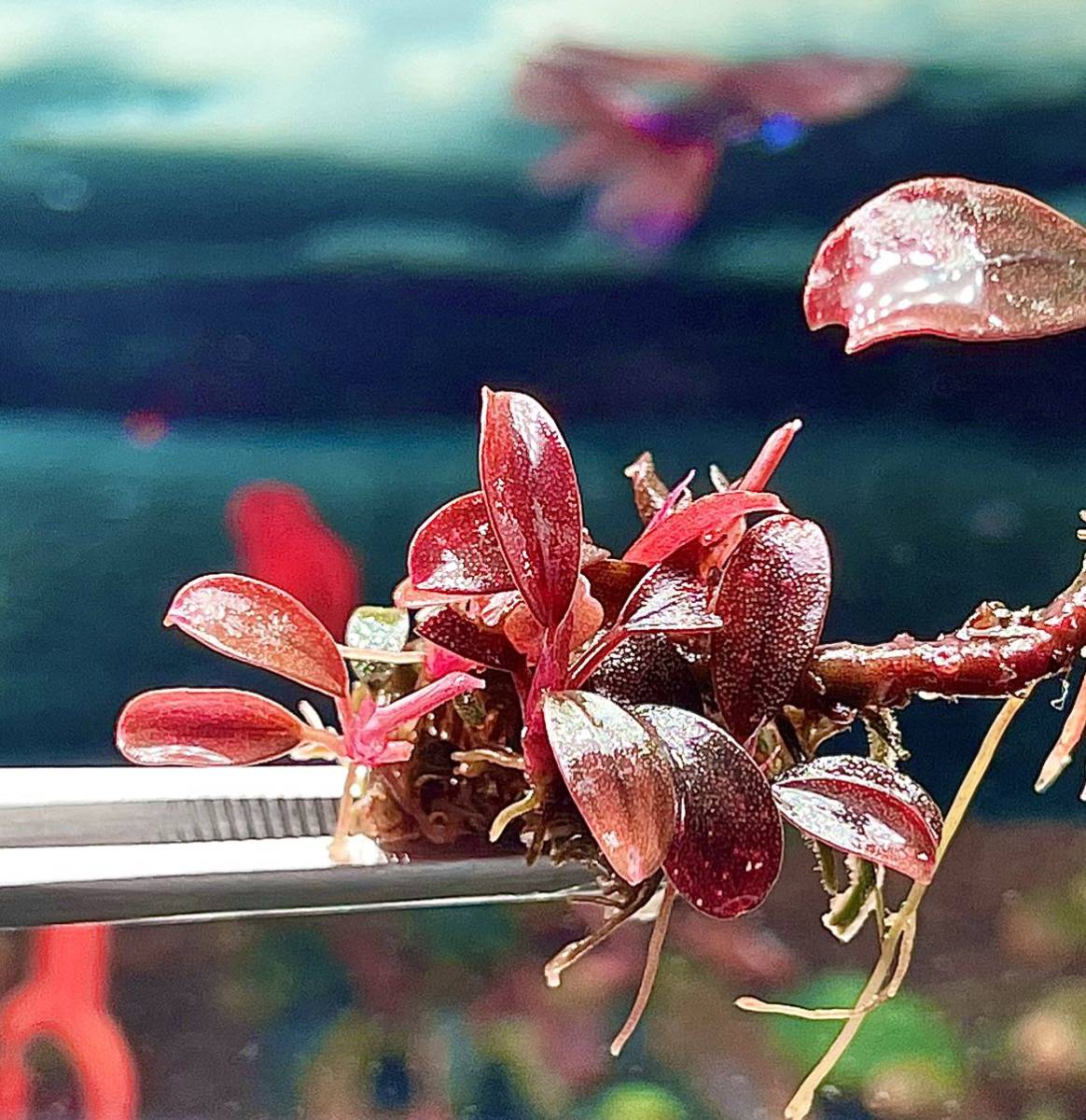 水草 ブセファランドラ sp レッドventy 群生株いっぱい