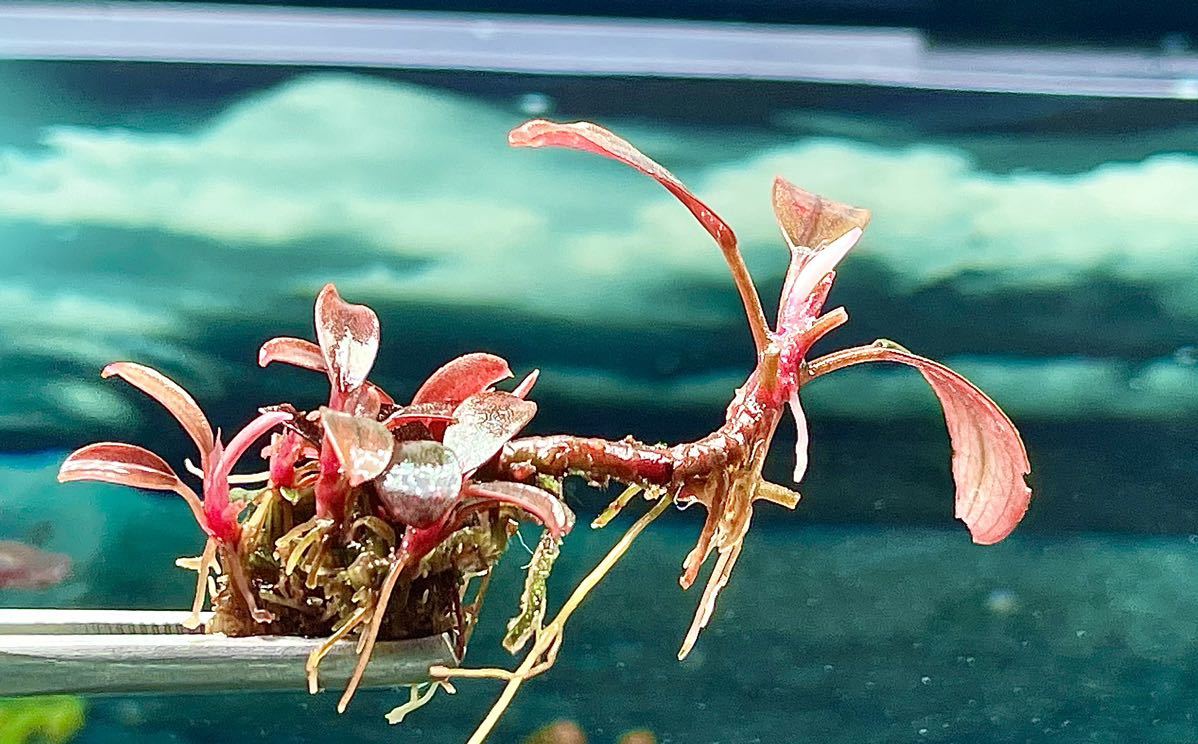 水草 ブセファランドラ sp レッドventy 群生株いっぱい
