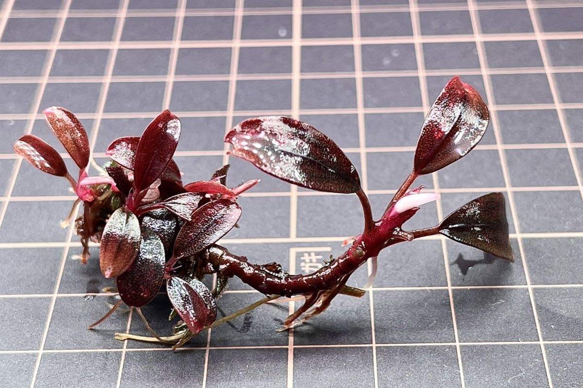 水草 ブセファランドラ sp レッドventy 群生株いっぱい