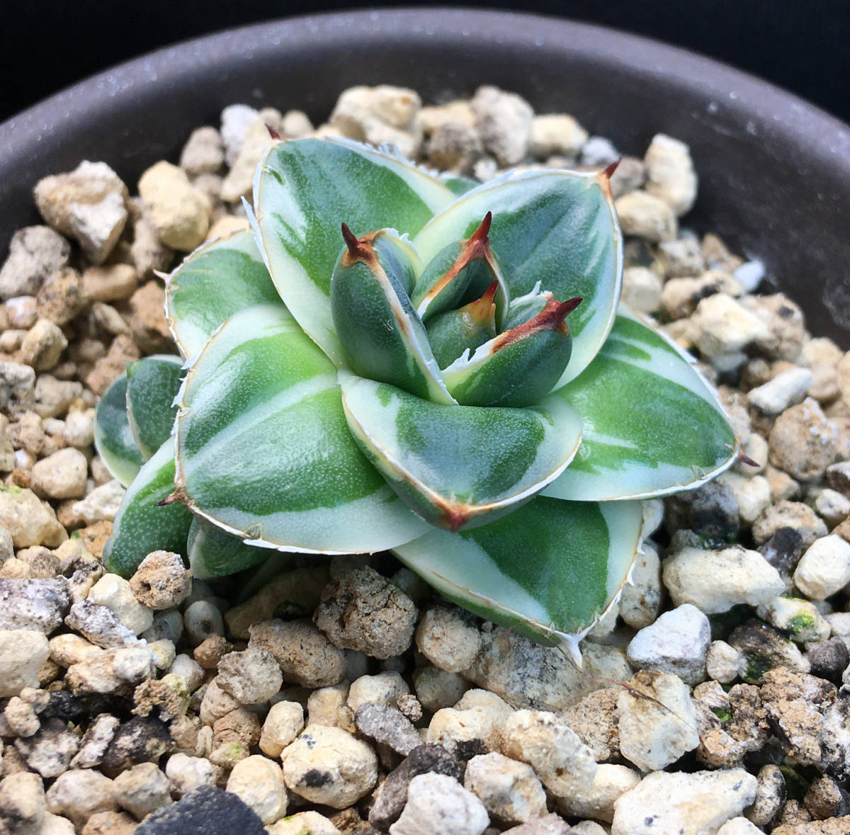 ピンキー アガベ 王妃笹の雪A型白覆輪 Agave カキ仔（2個）付き 