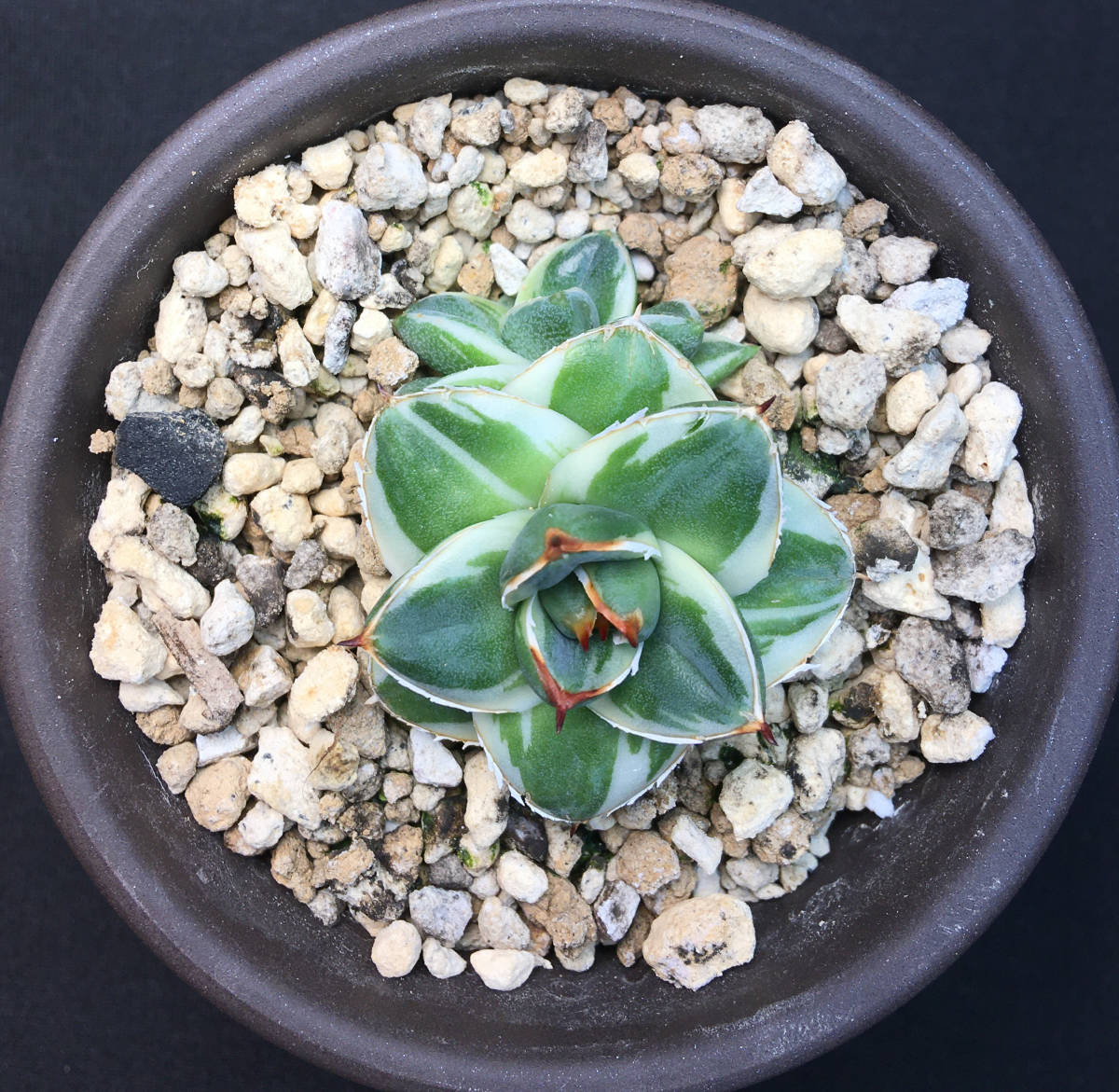 ピンキー アガベ 王妃笹の雪A型白覆輪 Agave カキ仔（2個）付き 
