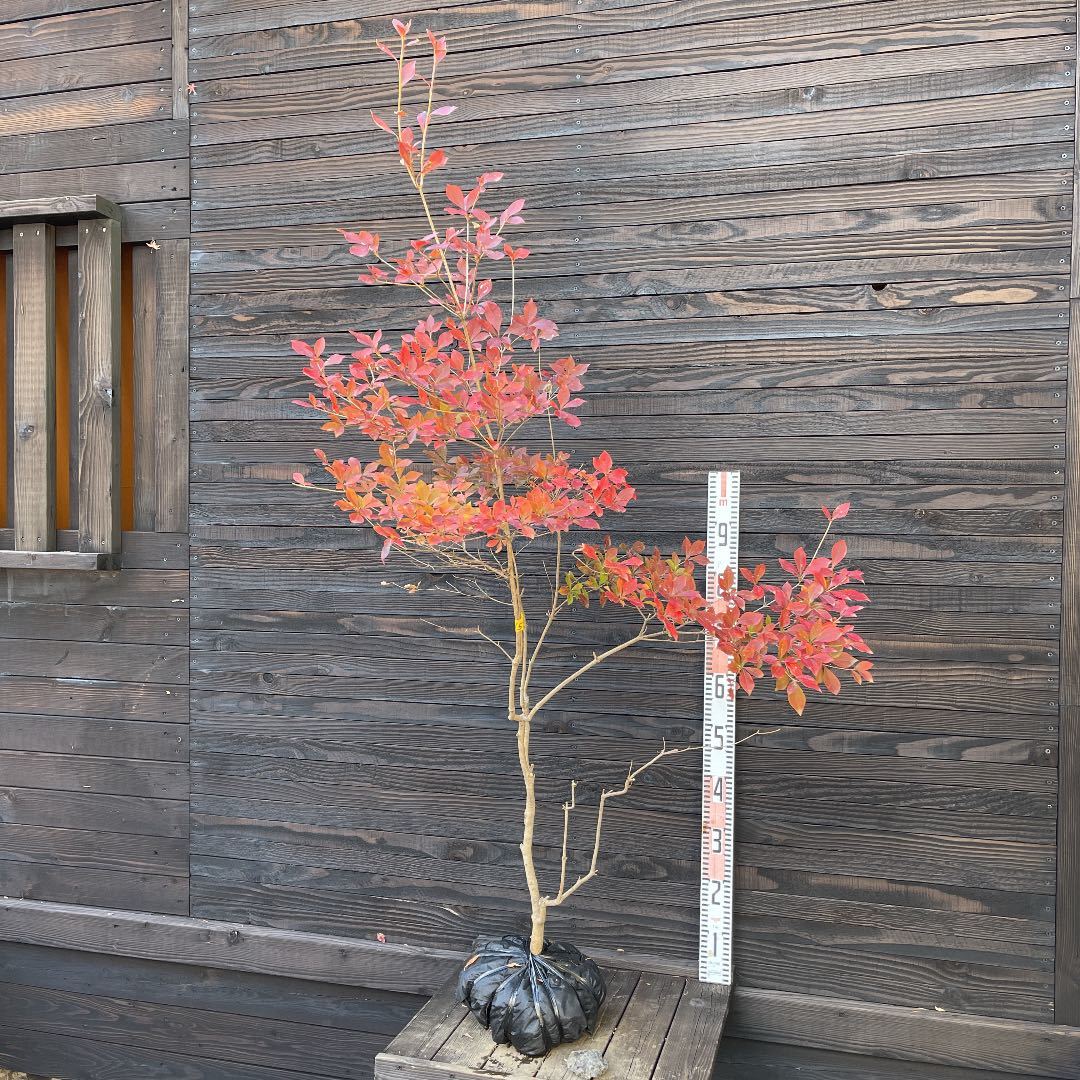 ドウダンツツジ・自然樹形現品管理722 植木・苗木・庭木・家庭 植木