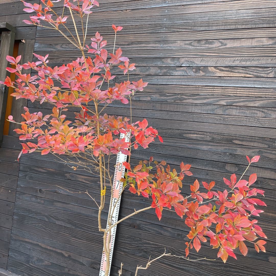 ドウダンツツジ・自然樹形現品管理722 植木・苗木・庭木・家庭 植木