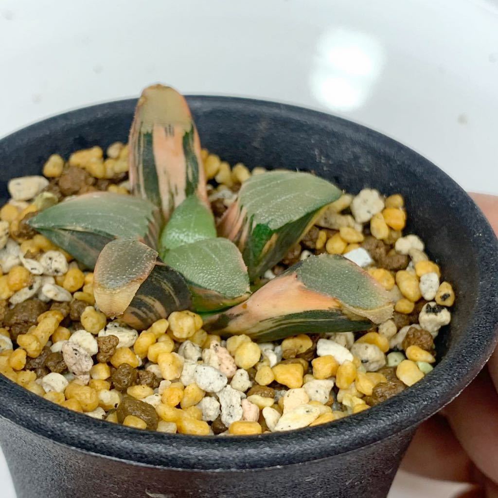 ハオルチア 新氷砂糖錦 超極上斑 ハオルチア 新氷砂糖錦 極上斑 植物