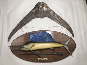 売り尽くしセール クロカワカジキの角 0キロ級 おすすめ Gamaintenance Ma