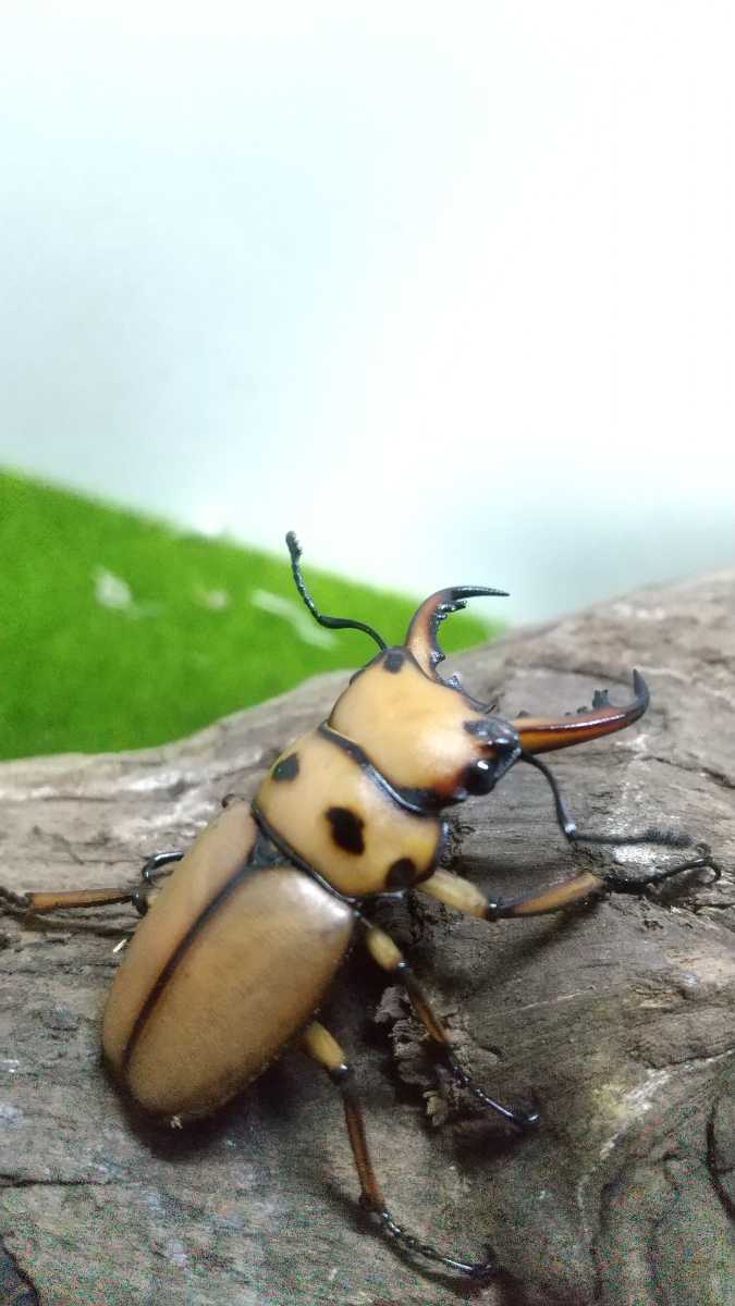メンガタメリー オス2 メス1 37 5ミリ 36ミリ 29ミリ Cbf1カメルーン産 メンガタ メリー メリーメンガタ メンガタメリークワガタ 外国産 売買されたオークション情報 Yahooの商品情報をアーカイブ公開 オークファン Aucfan Com