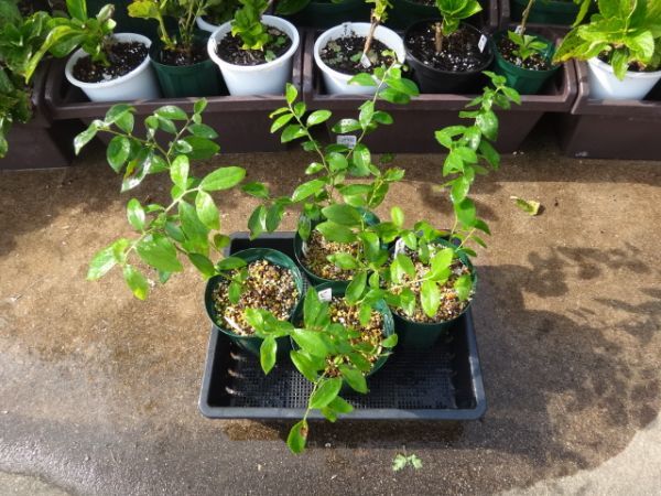 ブルーベリー　ハイブリッド系　ピンクレモネード　大きめ挿し木苗4鉢SET　人気　特価　最後の出品
