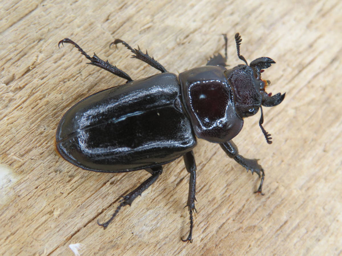 kuuumi様おまとめ専用 みゅうページ ちゃる様 みゅうページ ミユ 様 Amazon.co.jp: Zex Zx