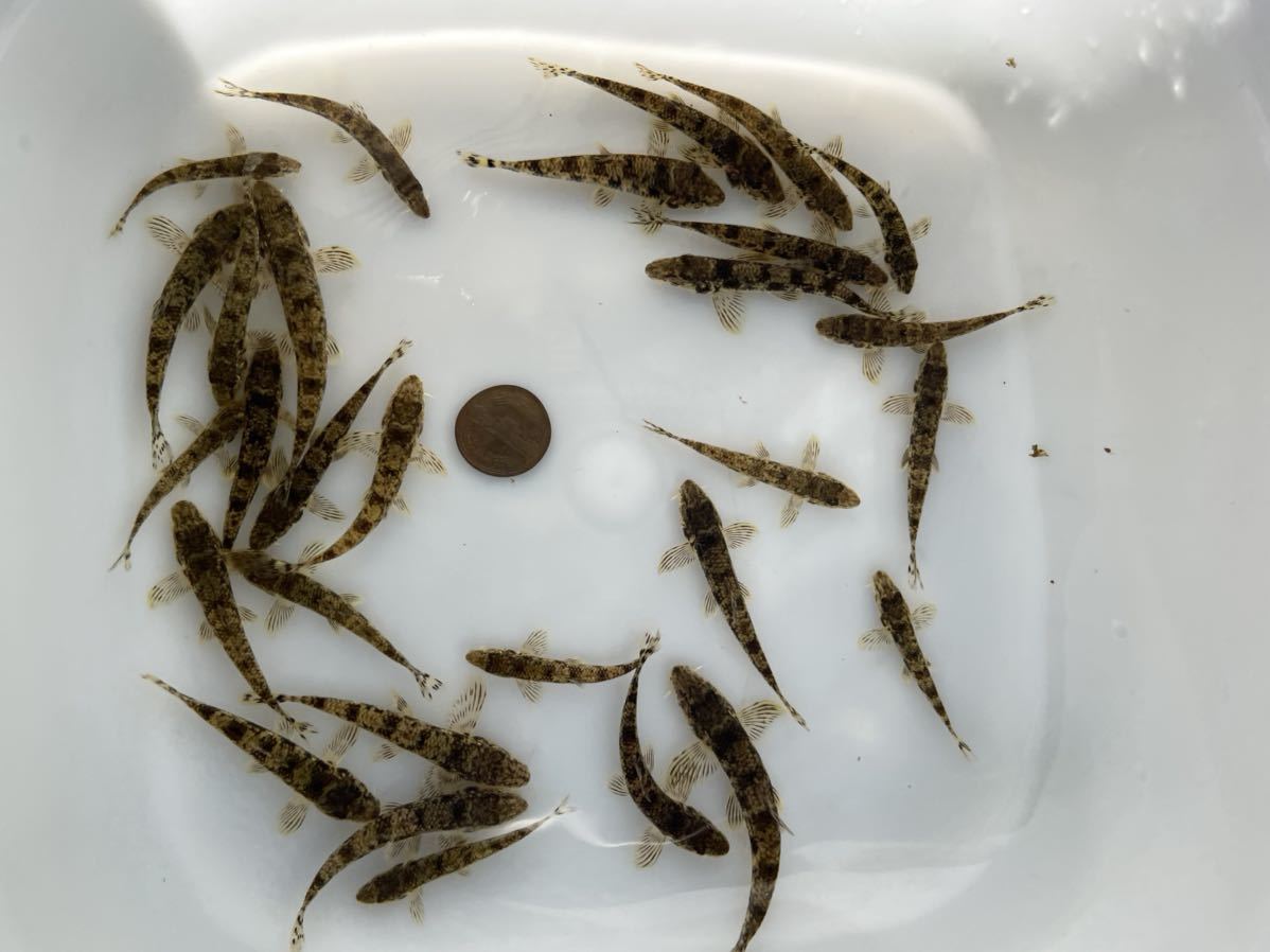 天然採取 カマツカ小 30匹セット 川魚 売買されたオークション情報 Yahooの商品情報をアーカイブ公開 オークファン Aucfan Com 天然採取 カマツカ小 30匹セット 川魚 売買されたオークション情報 Yahooの商品情報をアーカイブ公開 オークファン Aucfan Com