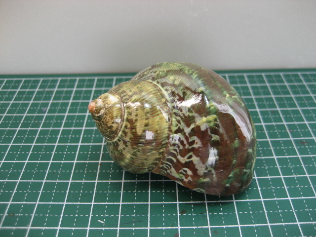 オカヤドカリ宿替え用 貝 特大 綺麗なリュウテンサザエ 1 ヤドカリ 売買されたオークション情報 Yahooの商品情報をアーカイブ公開 オークファン Aucfan Com